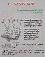 24 - Les plantes d'interieur en vogue au 19e - La santoline.jpg